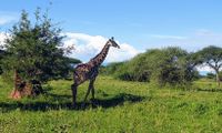 im Tarangire Nationalpark