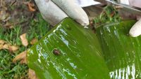 halblinks auf dem Blatt die kleine Schnecke